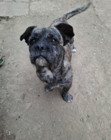Adopter  chien : Mushi