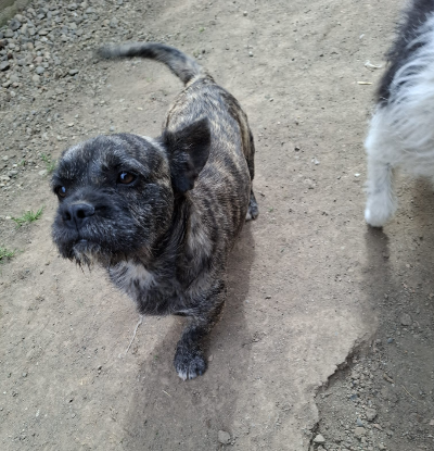 Adopter Mushi