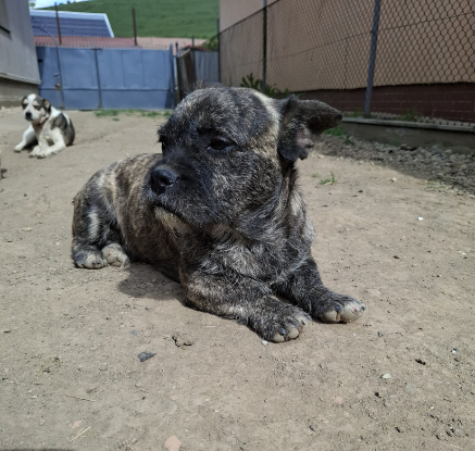 Adopter Mushi