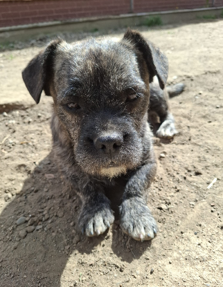 Adoption Mushi