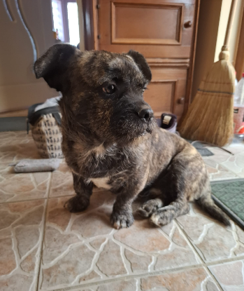Adoption Mushi