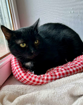 Adopter Emy