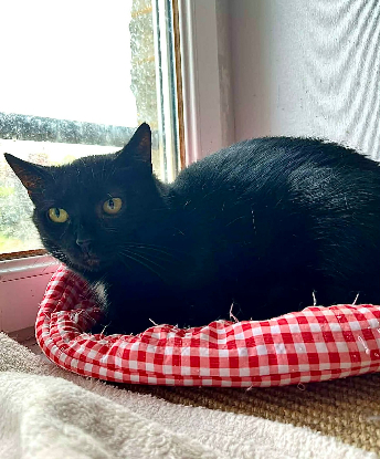 Adopter Emy