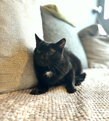 Adopter Emy