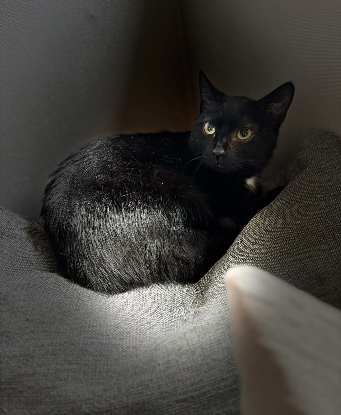 Adoption Emy