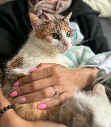 Adopter Précieuse
