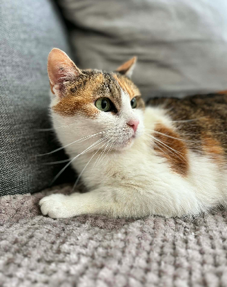 Adopter Précieuse