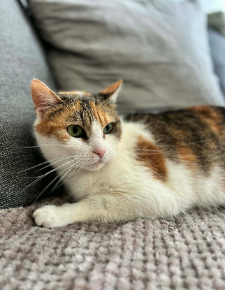 Adopter Précieuse