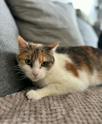 Adoption Précieuse