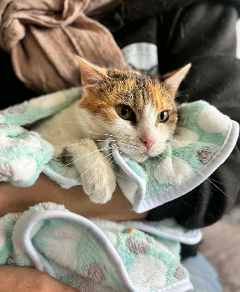 Adoption Précieuse