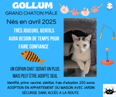 Adopter  chat : Gollum