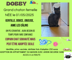 Adopter  chat : Dobby