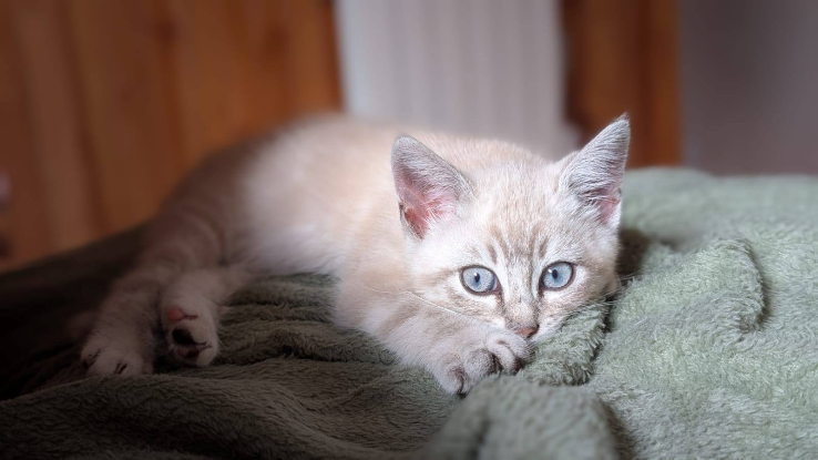 Adopter Baobab