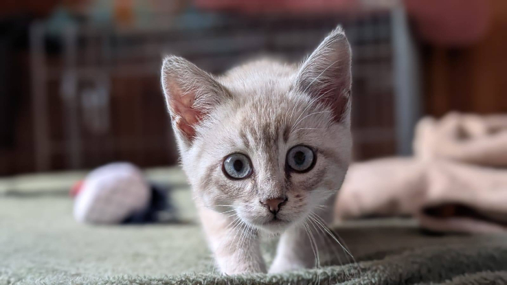 Adoption Baobab