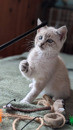 Adoption Baobab