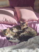 Adopter  chat : Baya & lexie