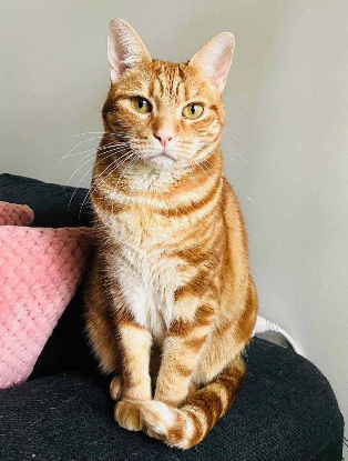 Adopter Freyja
