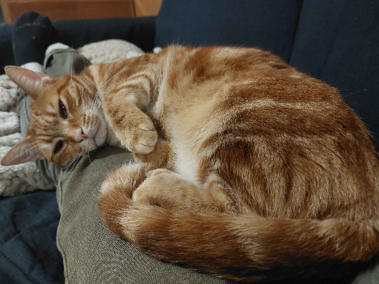 Adopter Freyja