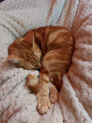 Adoption Freyja