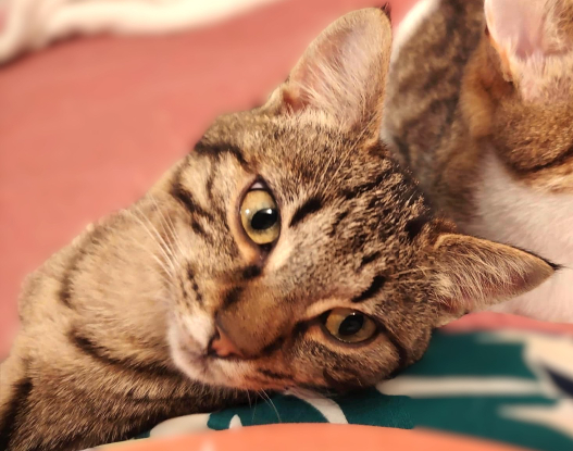 Adopter Phanie