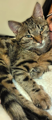 Adopter Phanie