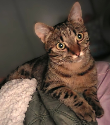 Adoption Phanie