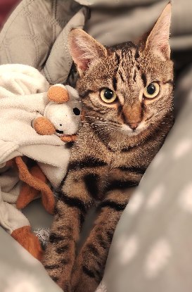 Adoption Phanie