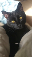 Adopter  chat : Patou