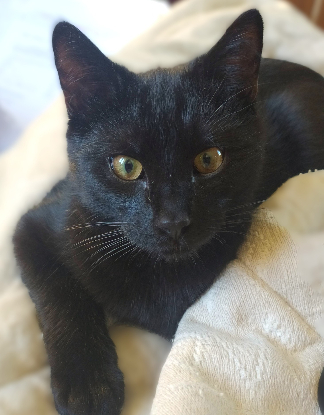 Adopter Patou