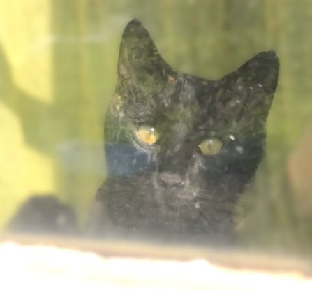 Adopter Patou