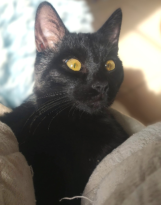 Adoption Patou
