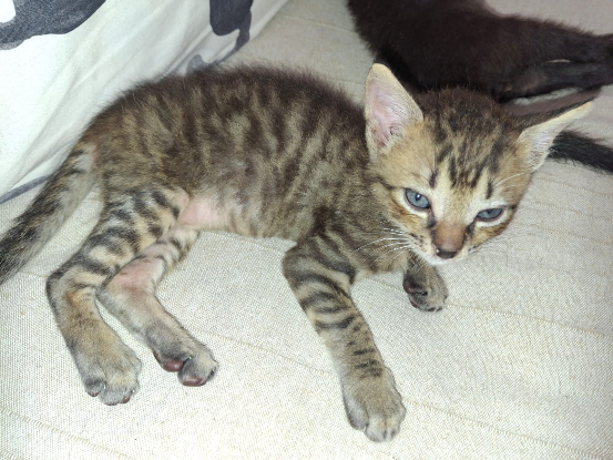 Adopter Barillo