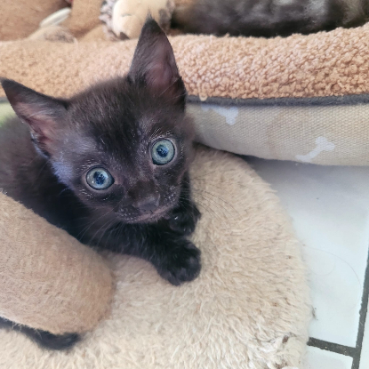 Adopter Berlioz