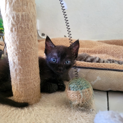 Adopter Berlioz