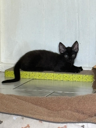 Adopter Berlioz
