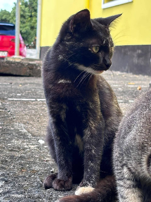 Adopter Bipsy
