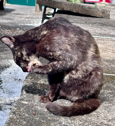 Adopter Bipsy