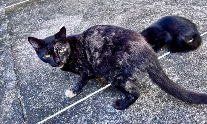Adoption Bipsy