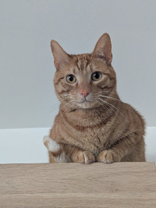 Adopter Laifu
