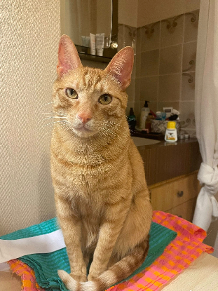 Adopter Laifu