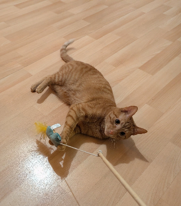 Adopter Laifu