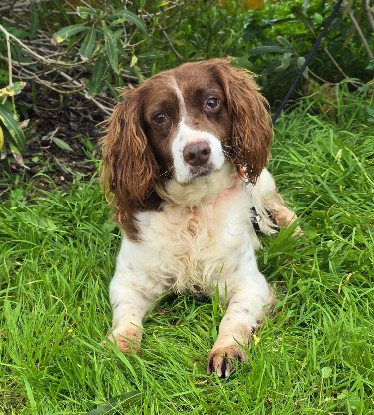 Adopter Lola