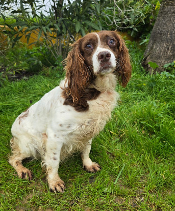 Adopter Lola