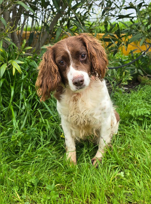 Adopter Lola