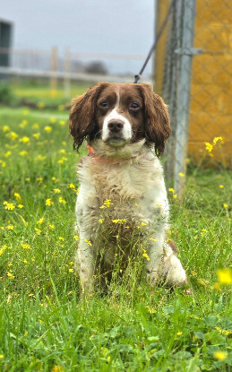 Adoption Lola