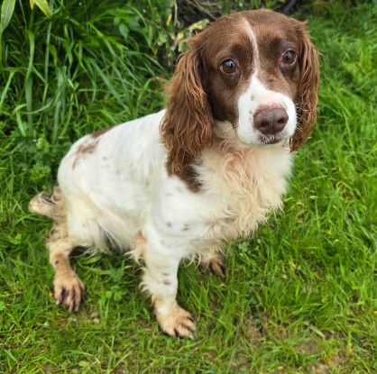 Adoption Lola