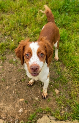 Adopter Zeke