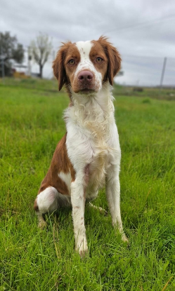 Adopter Zeke