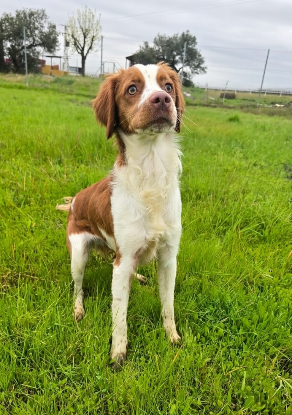 Adopter Zeke