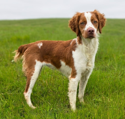 Adoption Zeke
